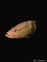 This photo of a Nassau Grouper was taken just outside the... by Steven Anderson 